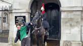 Tourist posing for a photo faints when King's Guard horse BITES her