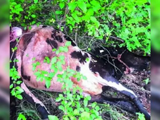 Leopard kills cow near Bhavanisagar | Coimbatore News - Times of India