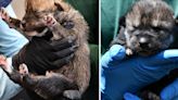 Arizona Game and Fish celebrates 100th Mexican wolf pup fostered into the wild