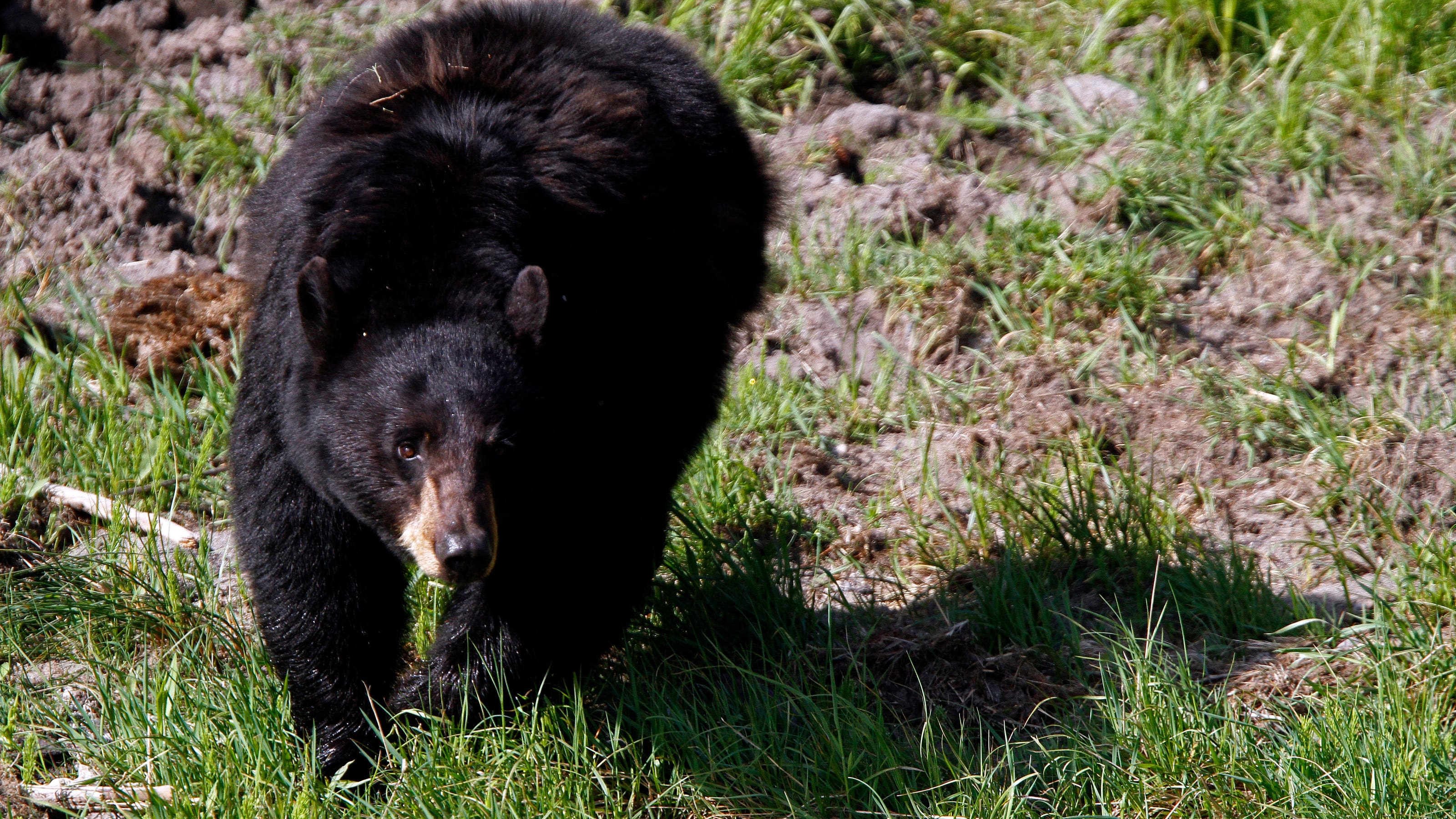 Black bear euthanized after it attacks, injures child inside tent at Montana campground