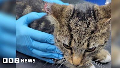 Kitten returns to Slough home with tip of ear missing