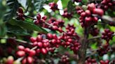 Produção global de café deve aumentar em 7 mi sacas na nova safra, diz USDA Por Reuters