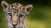 Duwey, Zuco, Banks or Tobai? Public helps decide name of Jacksonville Zoo's jaguar cub