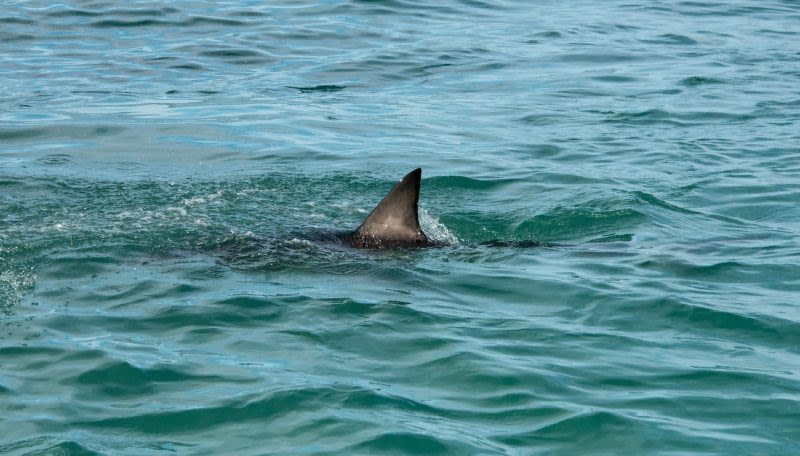 Shark attacks reported at Texas’ South Padre Island; 2 people bitten, at least 1 severely