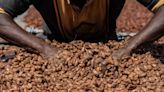 Cocoa Supplier Natra in Talks to Buy Chocolate Duo Gubor, Nutkao