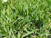 St. Augustine grass