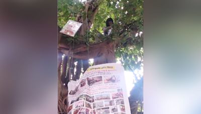 Mumbai Filmmaker's 'Monkey-Style Protest' Against Animal Welfare Board