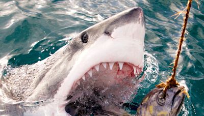 Shark Week 2024 begins Sunday: Here’s the full 7-day schedule