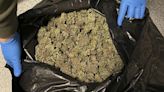 Golpe policial en España a unos invernaderos donde se cultivaban más de 3.000 plantas de marihuana