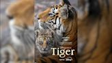 Disneynature's 'Tiger' gives intimate look at the majestic animal in a magical way