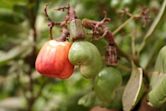 Anacardium