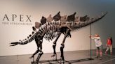 Most intact stegosaurus fossil sold for record $44.6m at auction
