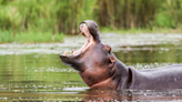 Zoo Caretaker Dies After Being Attacked By Hippopotamus In Ranchi
