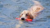 Golden Retriever's Surprise Boating Adventure Is the Ultimate Birthday Bash