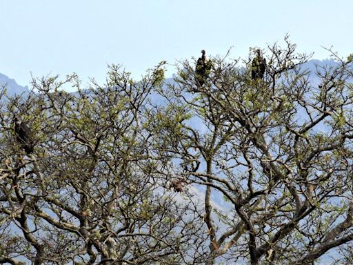 HC to find a solution to vultures suffering from food poisoning