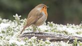 Get involved in the RSPB Big Garden Birdwatch 2023
