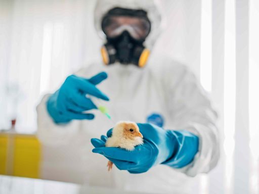 How Does Bird Flu Spread to Humans?