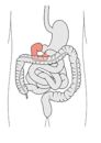 Duodenum