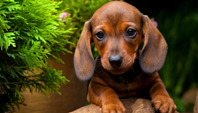 Tiny Dachshund Discovers Nature’s Perfect Umbrella and It’s Cuteness Overload