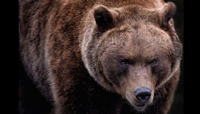 Why killing of 'dangerous' bear in Italy spurs protests