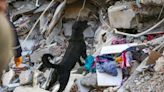 Dog Pulled From Rubble in Turkey 5 Days After Deadly Earthquake