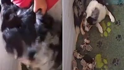 Shocking footage shows woman kicking dog as it feeds puppies