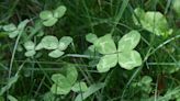 Ever Wondered Why Four-Leaf Clovers Are Considered Lucky? We Looked Into It