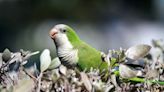 Monk parakeets have “voiceprints” that identify themselves in groups just like humans, study finds