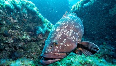 España inicia el proceso para declarar su primer parque nacional marino en la isla de El Hierro