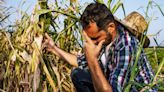 Food Prices and Security Hit by ‘Heatflation’ as Summer Heat Wave Ravages Crops Worldwide