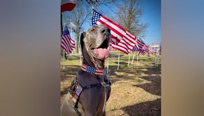 Deadline Approaching for American Humane's Annual Hero Dog Awards Nominations