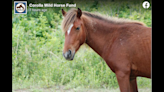 Driver hit wild stallion on Outer Banks and left scene, officials say. The horse died