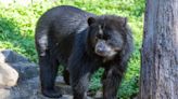 Rare Andean Bear Gives Birth to Two 'Active and Vocal' Cubs at the Smithsonian's National Zoo