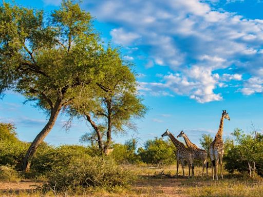 Hiker in South Africa Learns the Hard Way Why Not to Approach Wild Giraffes