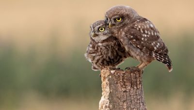 US wildlife officials plan to kill nearly 450,000 barred owls; Here's why