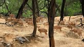 DDA proposes to retain 24 deer in Deer Park at Hauz Khas, tells HC it will seek approval