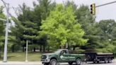 Neighbors concerned over possible leak impacting trees in Ann Arbor