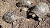 Ecologistas denuncian la elevada mortandad por atropello de tortuga mora en Águilas