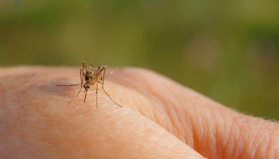 蚊子吸血時打了恐染病？ 專家曝正解 - 生活