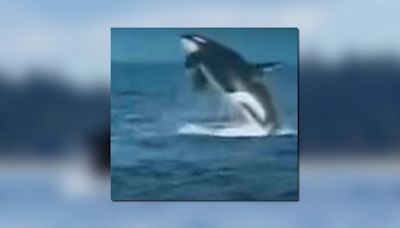 Are viral pictures of a killer whale spotted off the Outer Banks coast real?