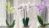 Get orchids to bloom again once their flowers die using two different approaches