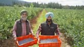 Punjabi farmers in Whatcom County help make Washington the top producer of this crop