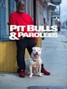 Pit Bulls & Condenados