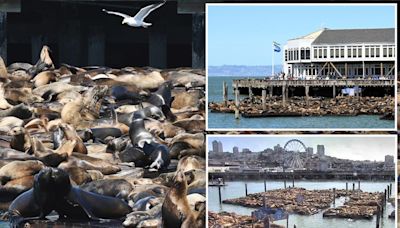 Barking mad! Record number of sea lions swarm famed San Francisco pier