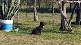 La imagen de la desolación: el perrito de Aitana, la nena asesinada en Corrientes, la sigue esperando