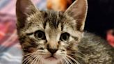 Meet four fluffy charmers ready to adopt into any home