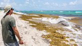 Florida beaches spared worst of smelly sargassum invasion – so far