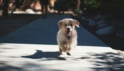 Mascotas: Conoce cuáles son las señales de la demencia en perros