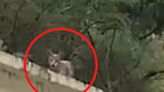 Captan a un coyote en universidad de Nuevo León