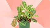 The 20 Best Places to Buy Plants Online in 2023